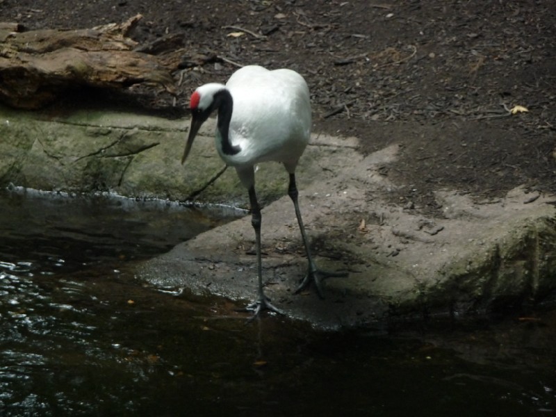 Red-Crowned Crane.JPG